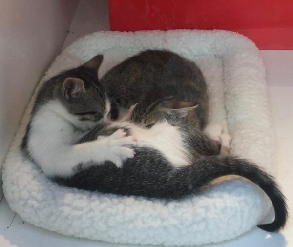 Two Kittens Sleeping On A Cat Bed