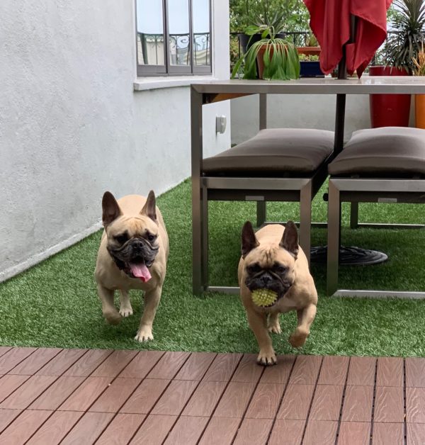 Two French Bulldogs Playing Fetch