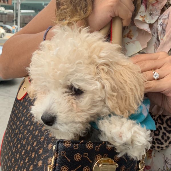 Cocker Spaniel Poodle Mix Puppy In Bag