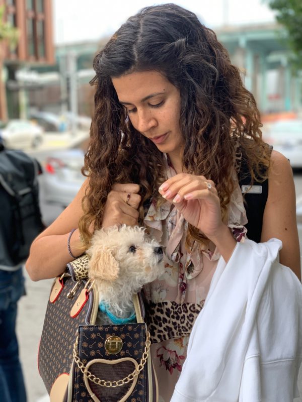 Woman With Cocker Spaniel Poodle Mix Puppy In Bag