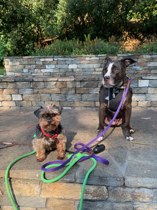 Yorkshire Terrier And American Pit Bull Terrier