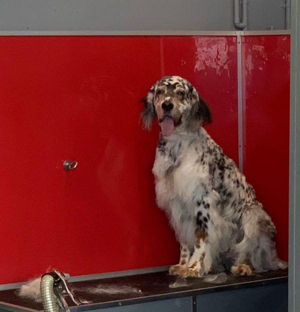 English Setter On Grooming Bench