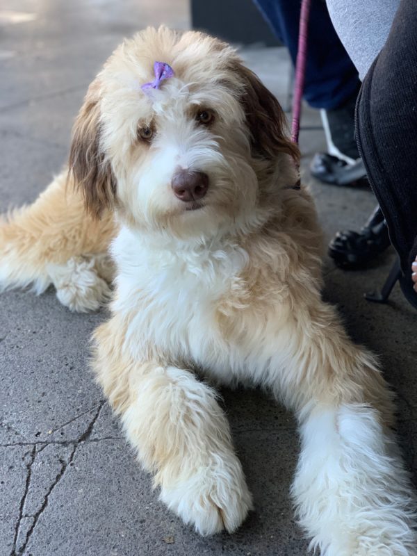 Bernese Mountain Dog Poodle Mix With A Little Bow In Her Hair