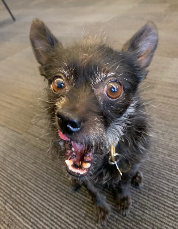 Black Chihuahua Yorkshire Terrier Mix