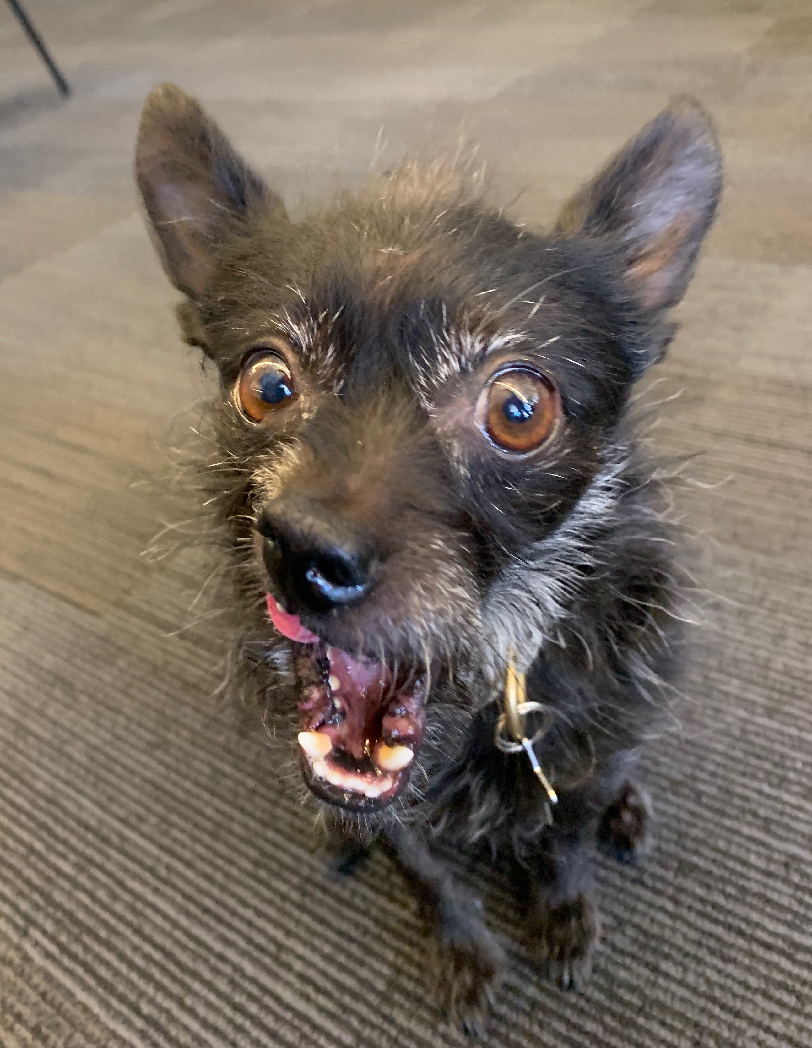 Yorkie and chihuahua store mix