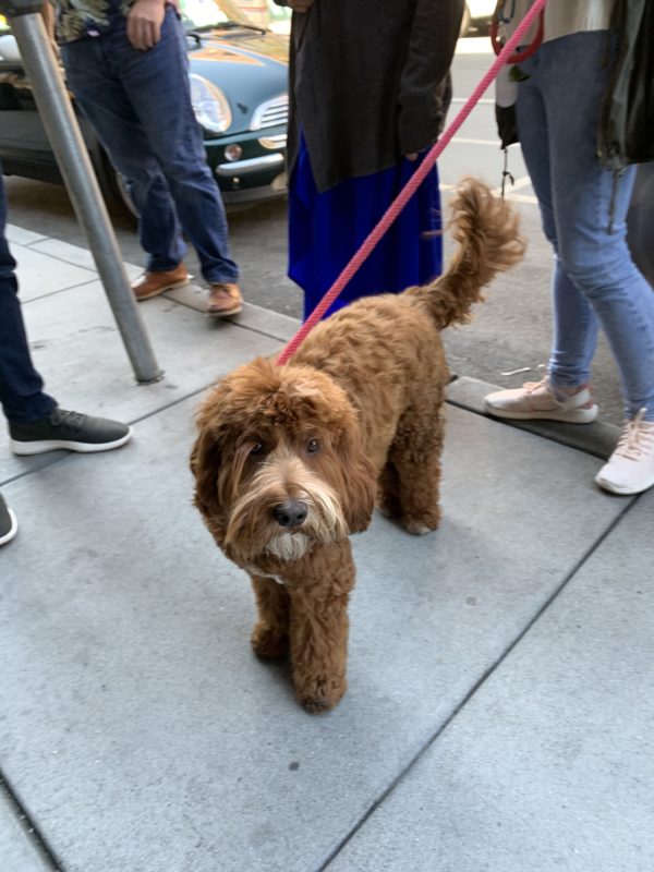 Australian Labradoodle With A Goatee
