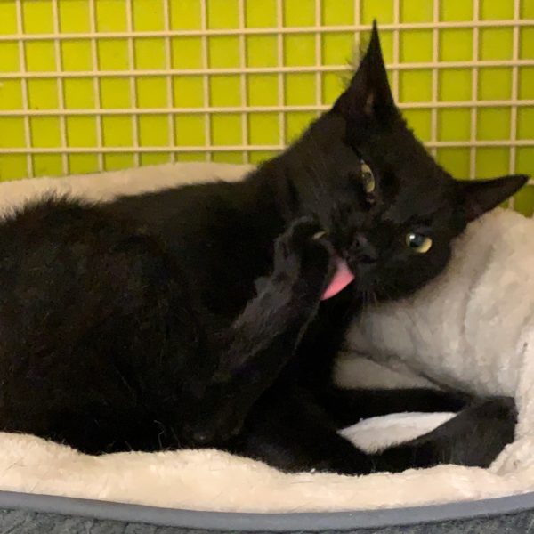 Black Cat Licking Its Hind Foot