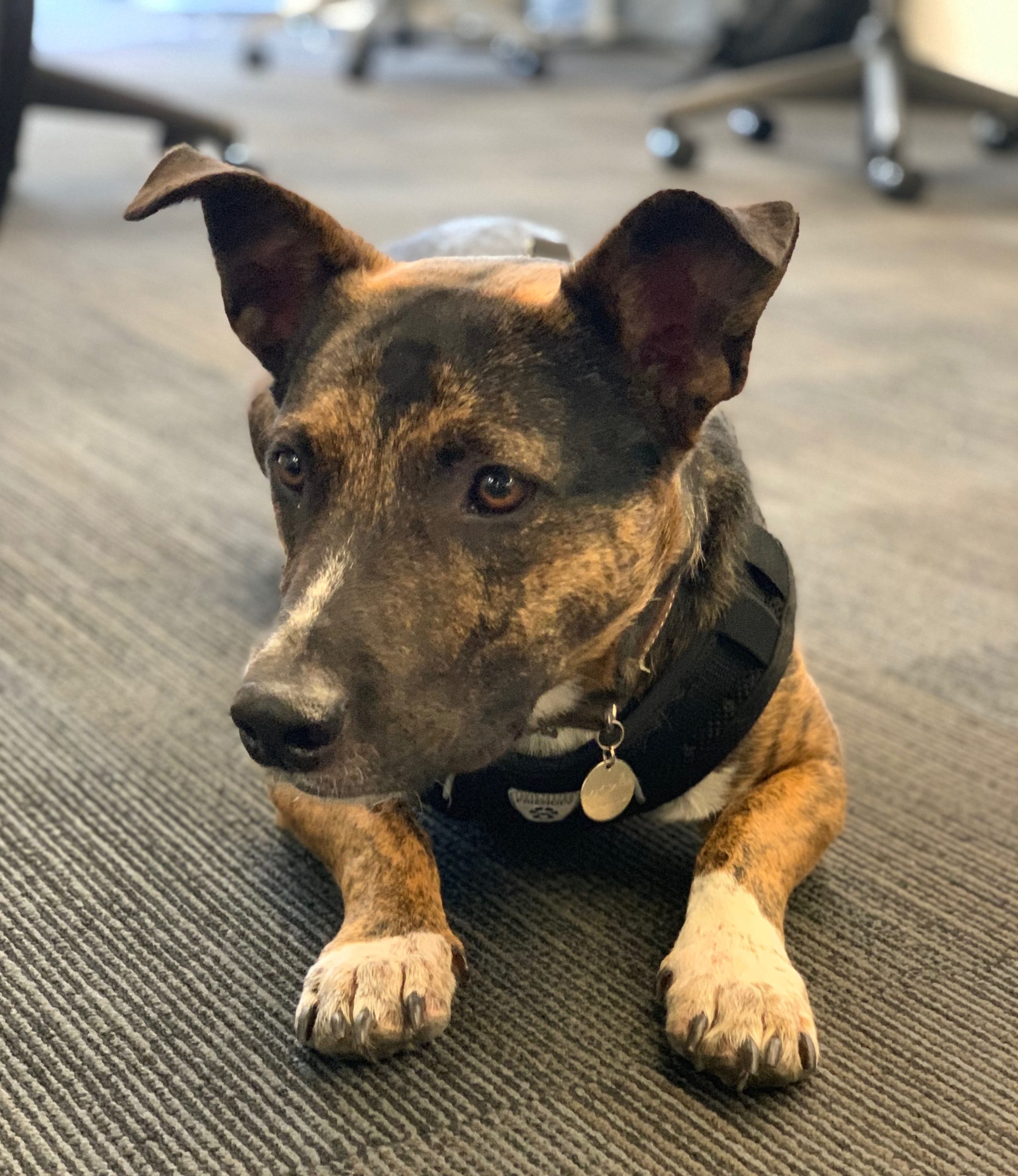 Dog of the Day: Roscoe the German Shepherd American Pit Bull Terrier