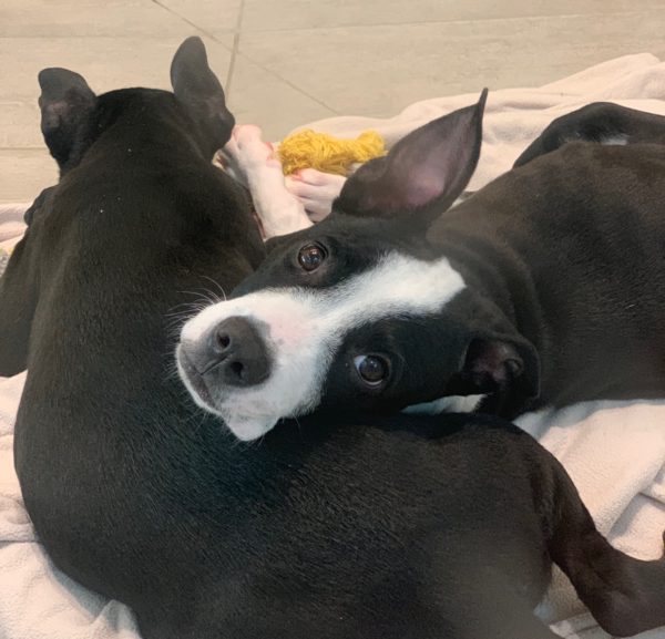 French Bulldog Mix Puppy Lying With His Head On His Brother's Butt