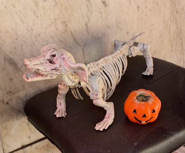 Fake Dachshund Skeleton For Halloween