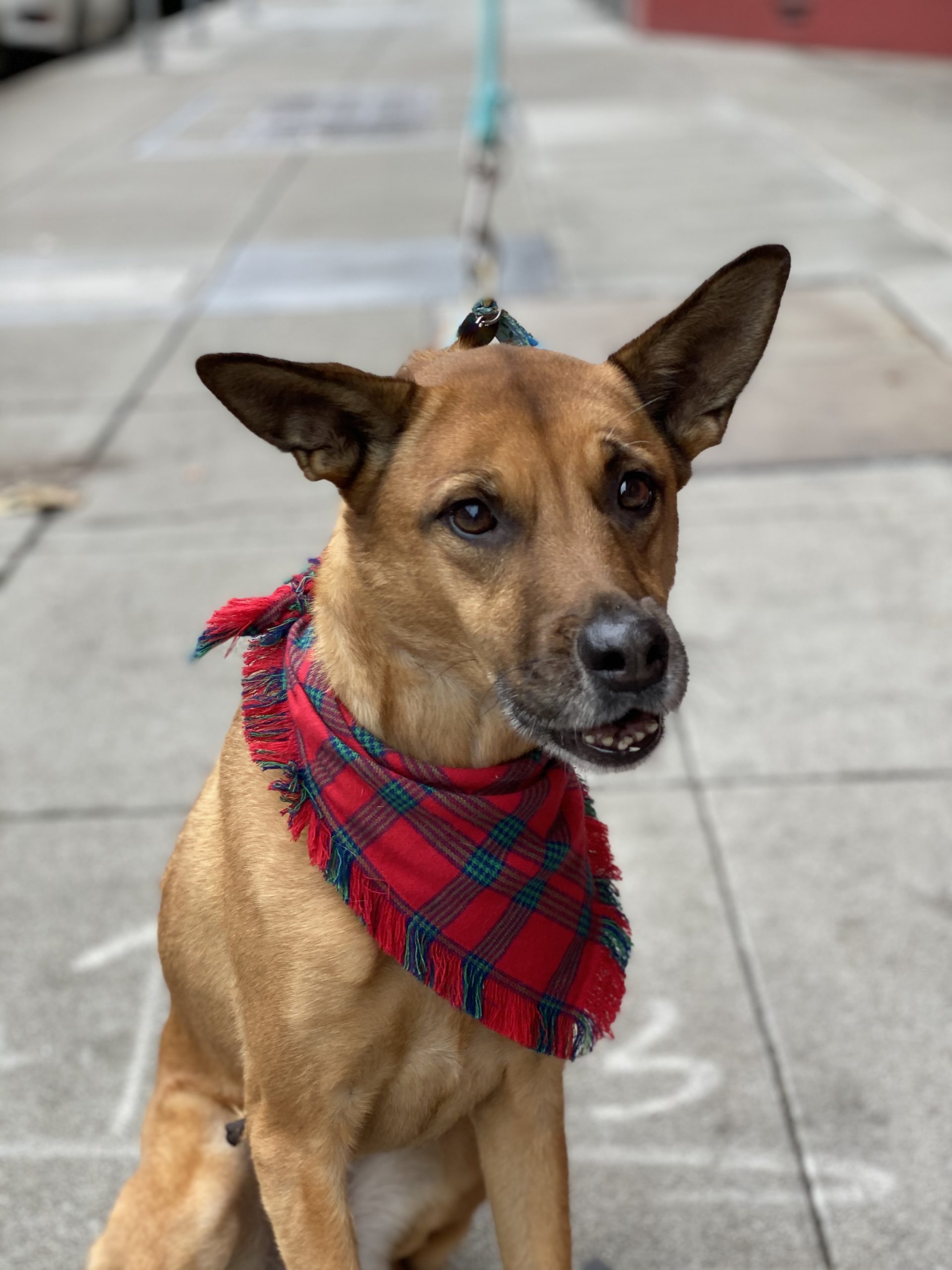 Grinning Pointy-Eared Mutt With Red Bandana