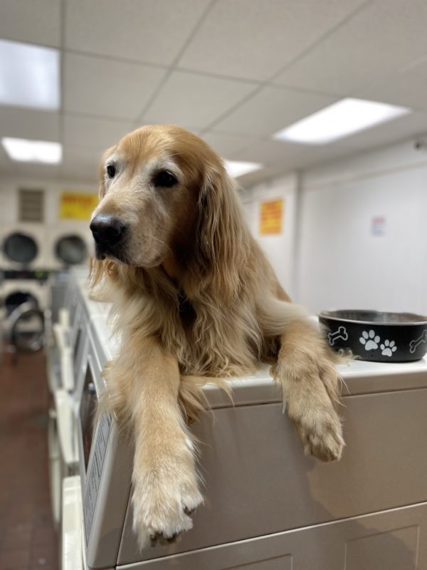 Golden Retriever Sitting On Top Of Washers At A Laundromat