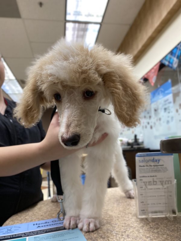 Apricot And White Standard Poodle Puppy