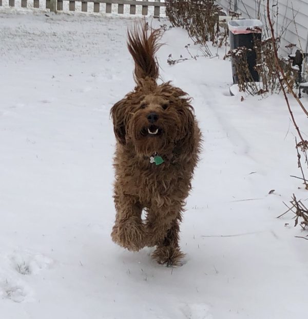 Irish Doodle Playing In The Snow