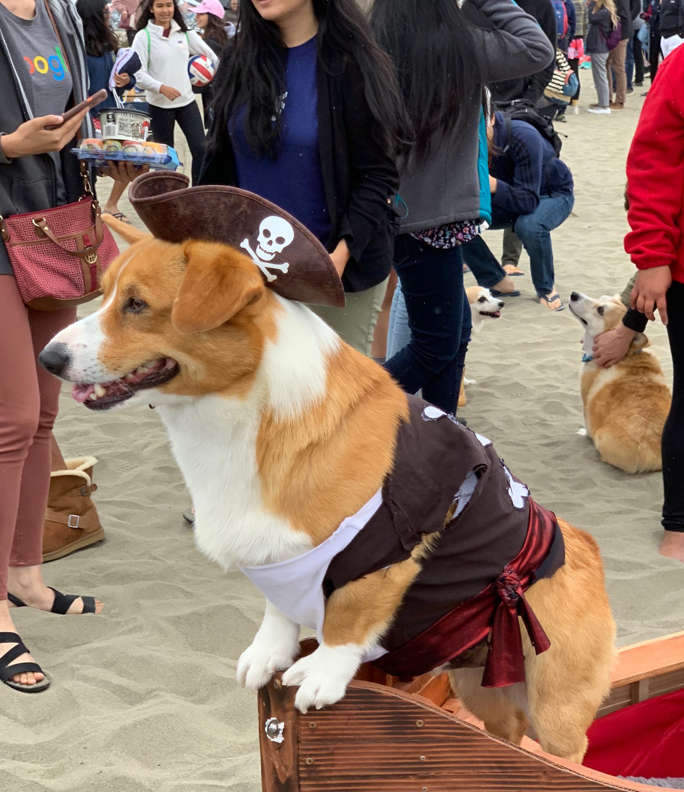 Pembroke Welsh Corgi In A Pirate Costume Standing In The Bow Of A Fake Ship