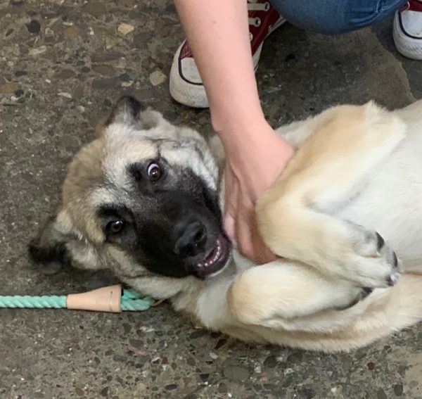 Ridiculous German Shepherd Great Pyrenees Puppy With Half Flopped Ears Lying On Her Back And Being Petted
