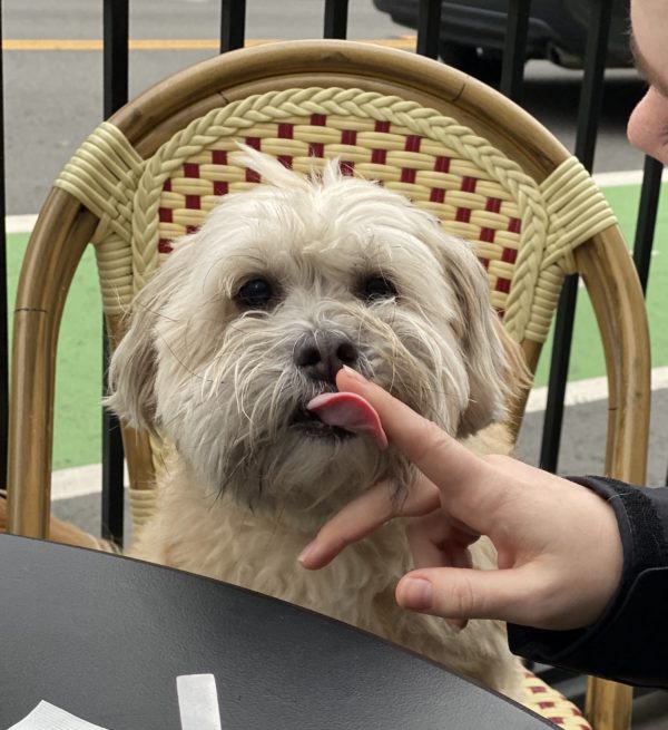 Havanese Dog Licking Woman's Finger