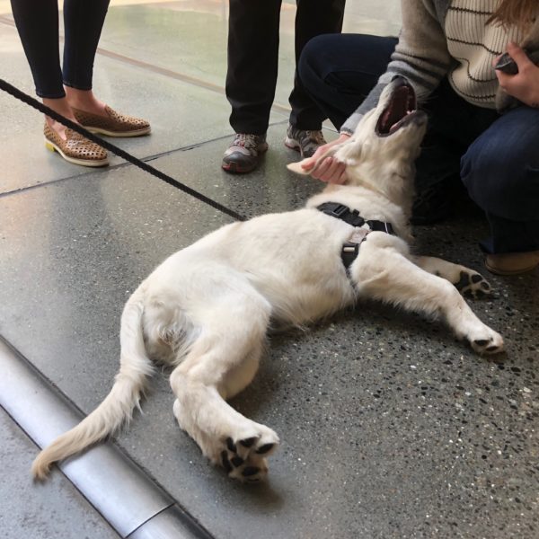 Golden Retriever Puppy Lying On The Ground And Being Petted