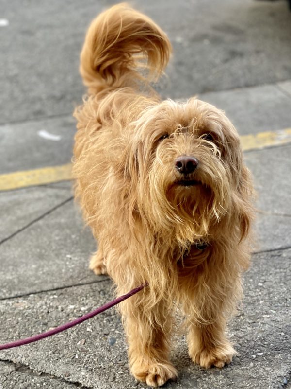 Scruffy Blond Dog With Lovely Beard And Mustache
