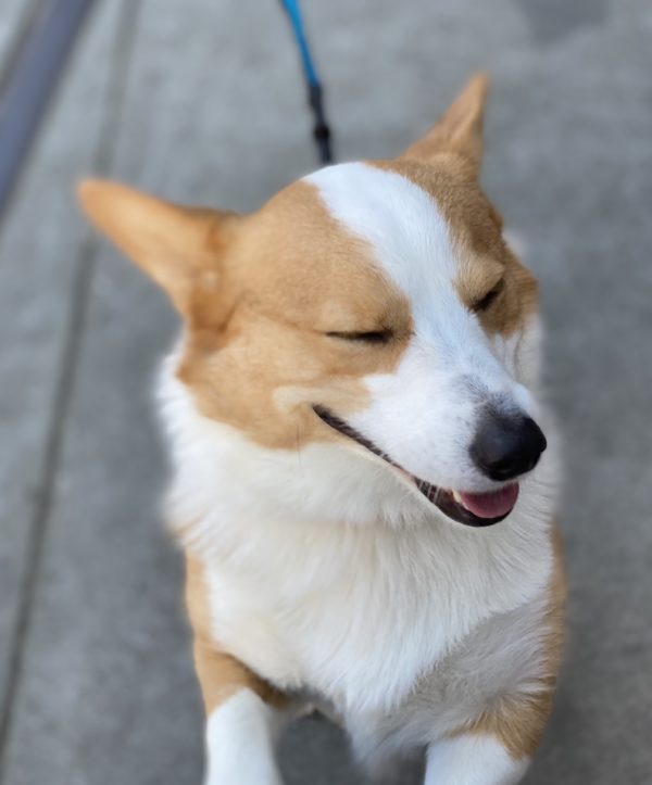 Red And White Pembroke Welsh Corgi Grinning