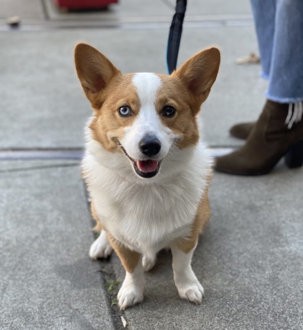 Red And White Pembroke Welsh Corgi With Blue Eyes