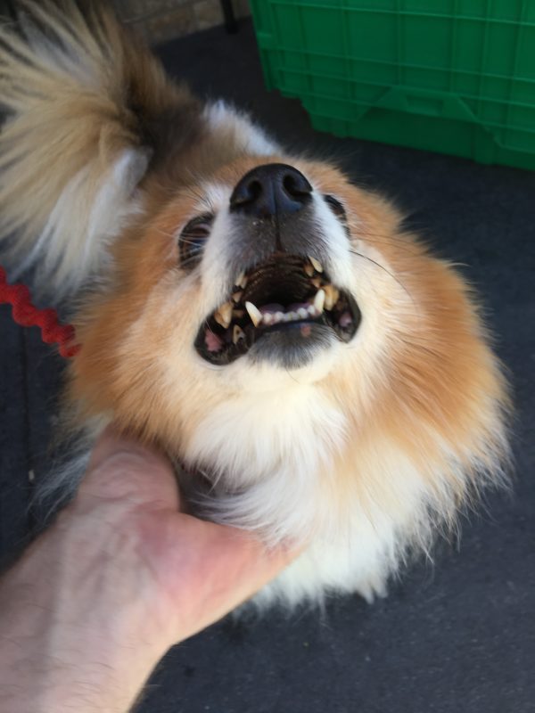 Pomeranian Being Scratched Under The Chin