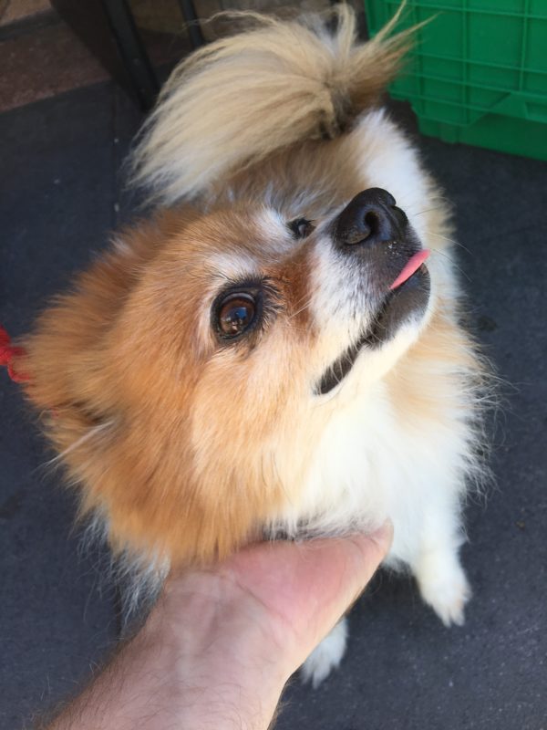 Pomeranian Being Scratched Under The Chin And Sticking Out Her Tongue