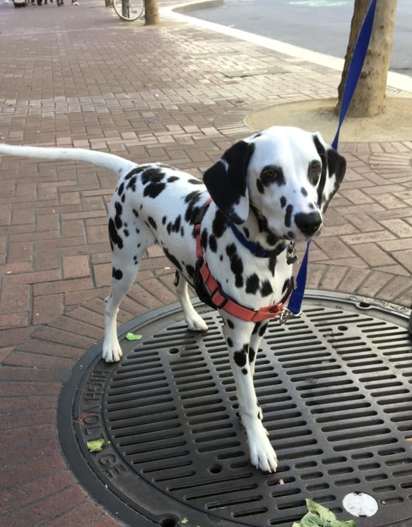 Dalmatian Puppy Standing On A Manhole Cover