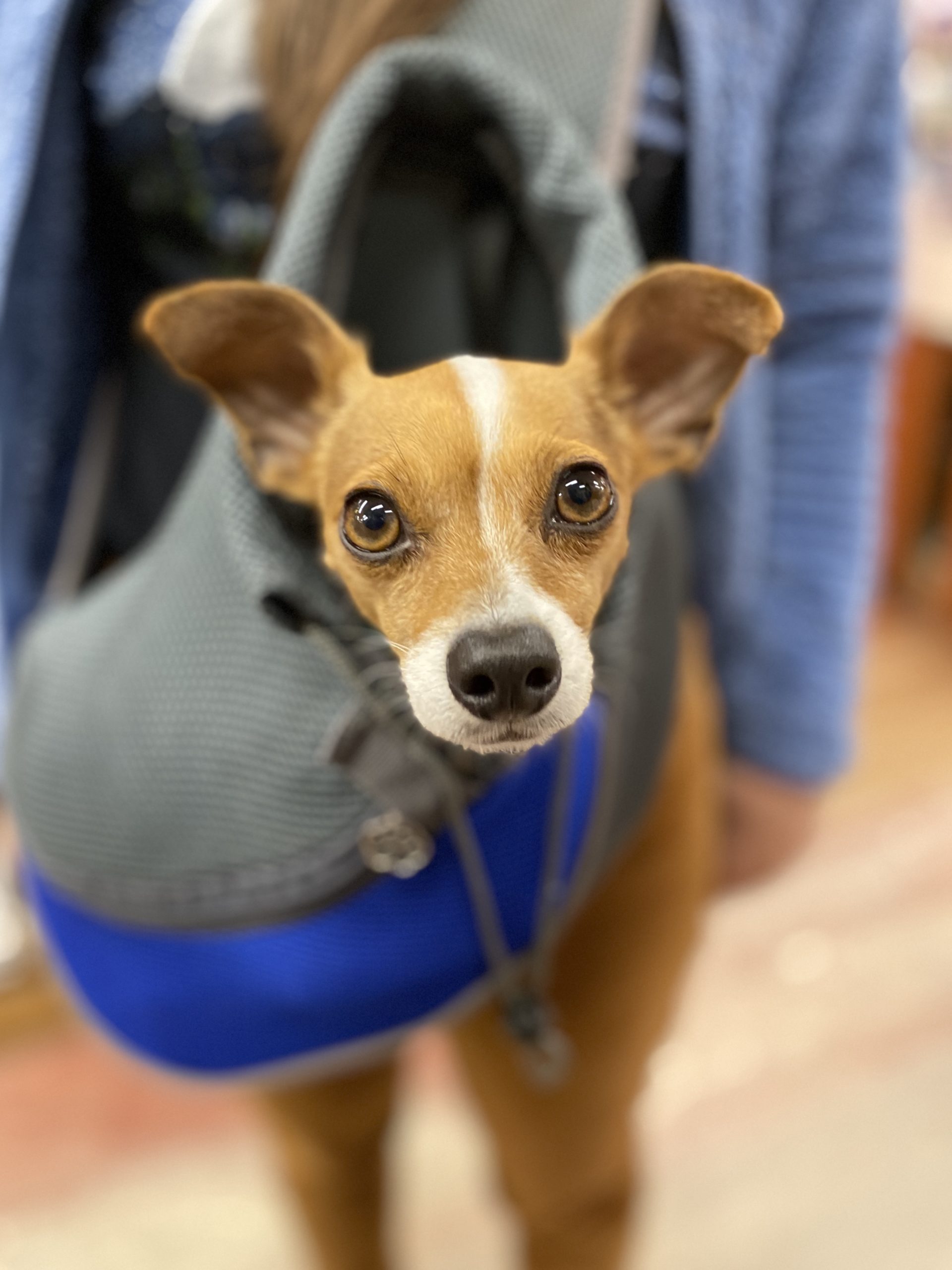 Italian Greyhound Chihuahua Mix With Ridiculous Ears Peeking Out Of A Bag