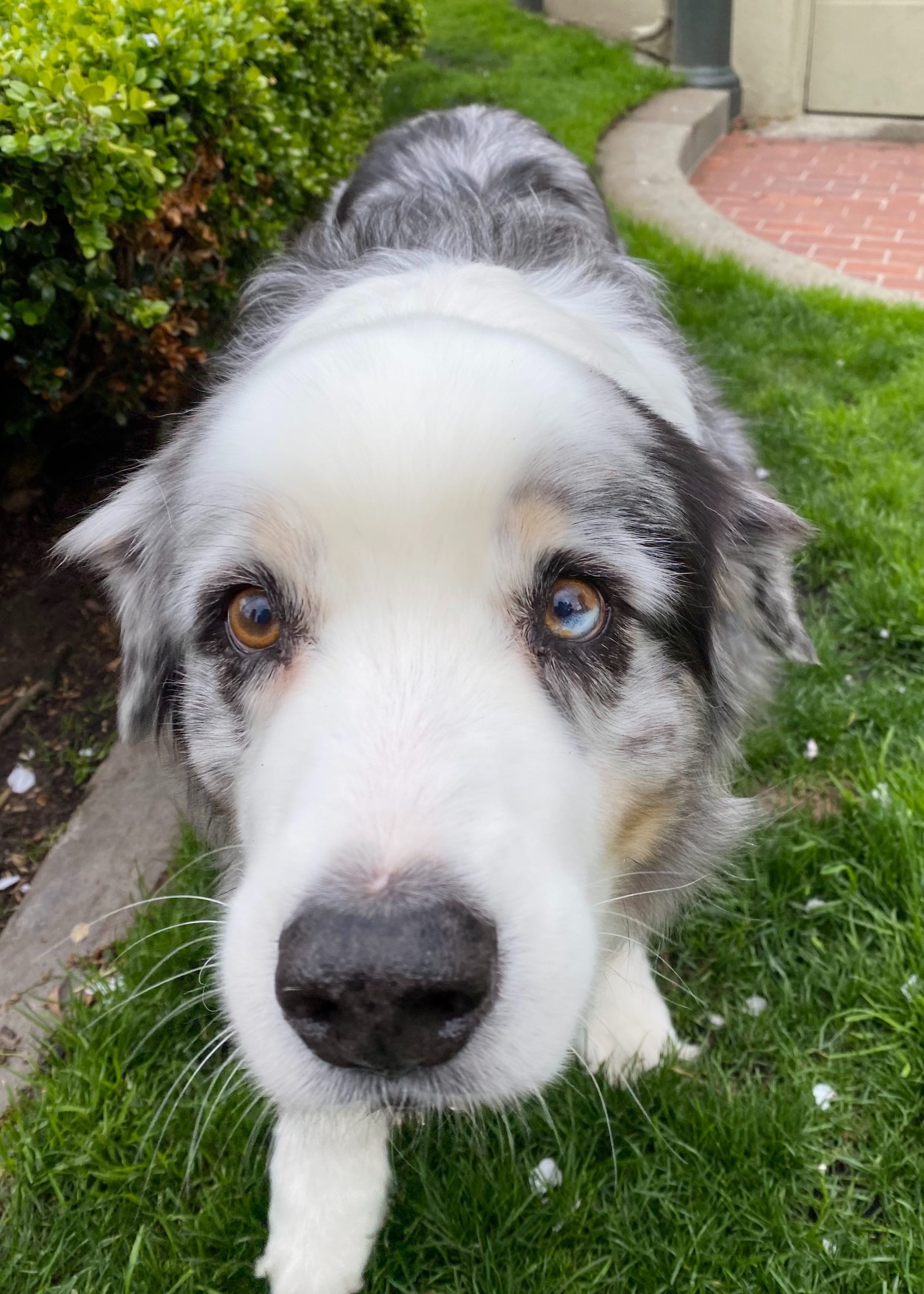 Blue Merle Australian Shepherd With Partial Hererochromia Staring Into The Camera