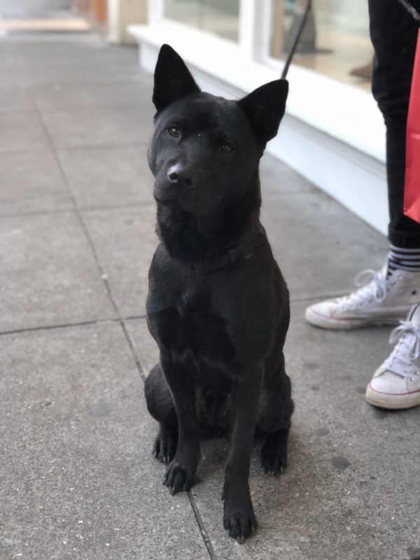 Completely Black Chow Labrador Retriever Mix With Pointy Ears