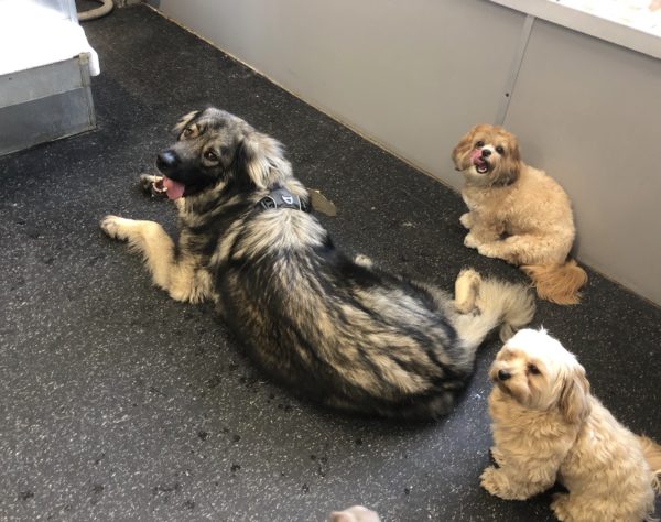 German Shepherd Mix And Two Smaller Dogs