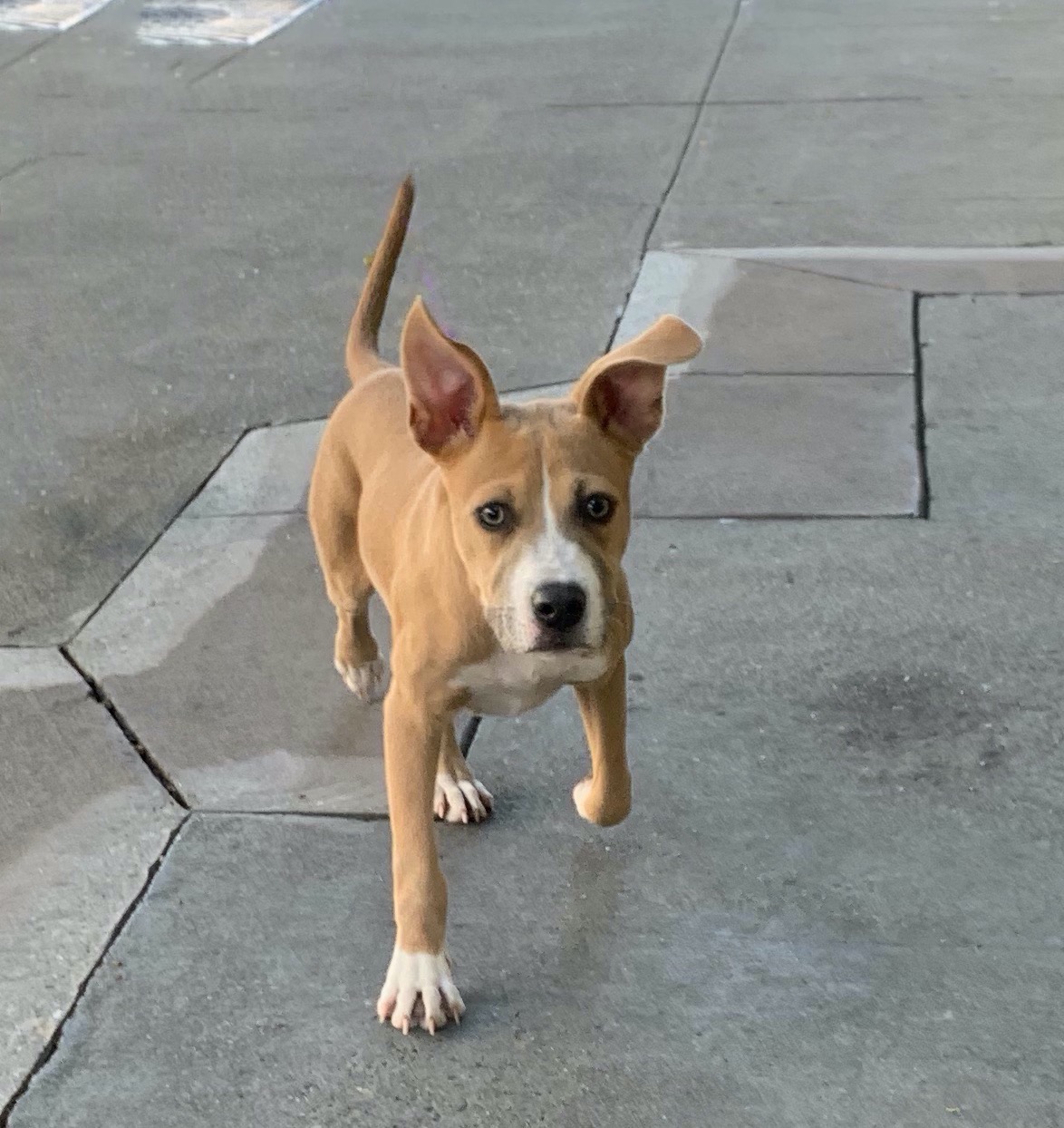 American Pit Bull Terrier Boxer Mix Puppy Running