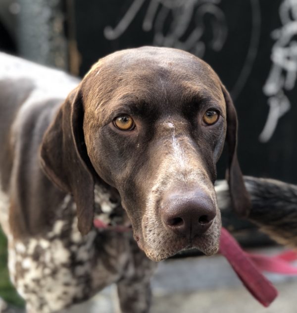 German Shorthaired Pointer Looking Very Serious