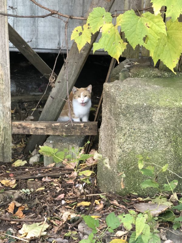 Cat Looking Out From Under Building