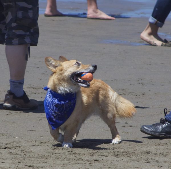Pembroke Welsh Corgi With A Tail And A Ball