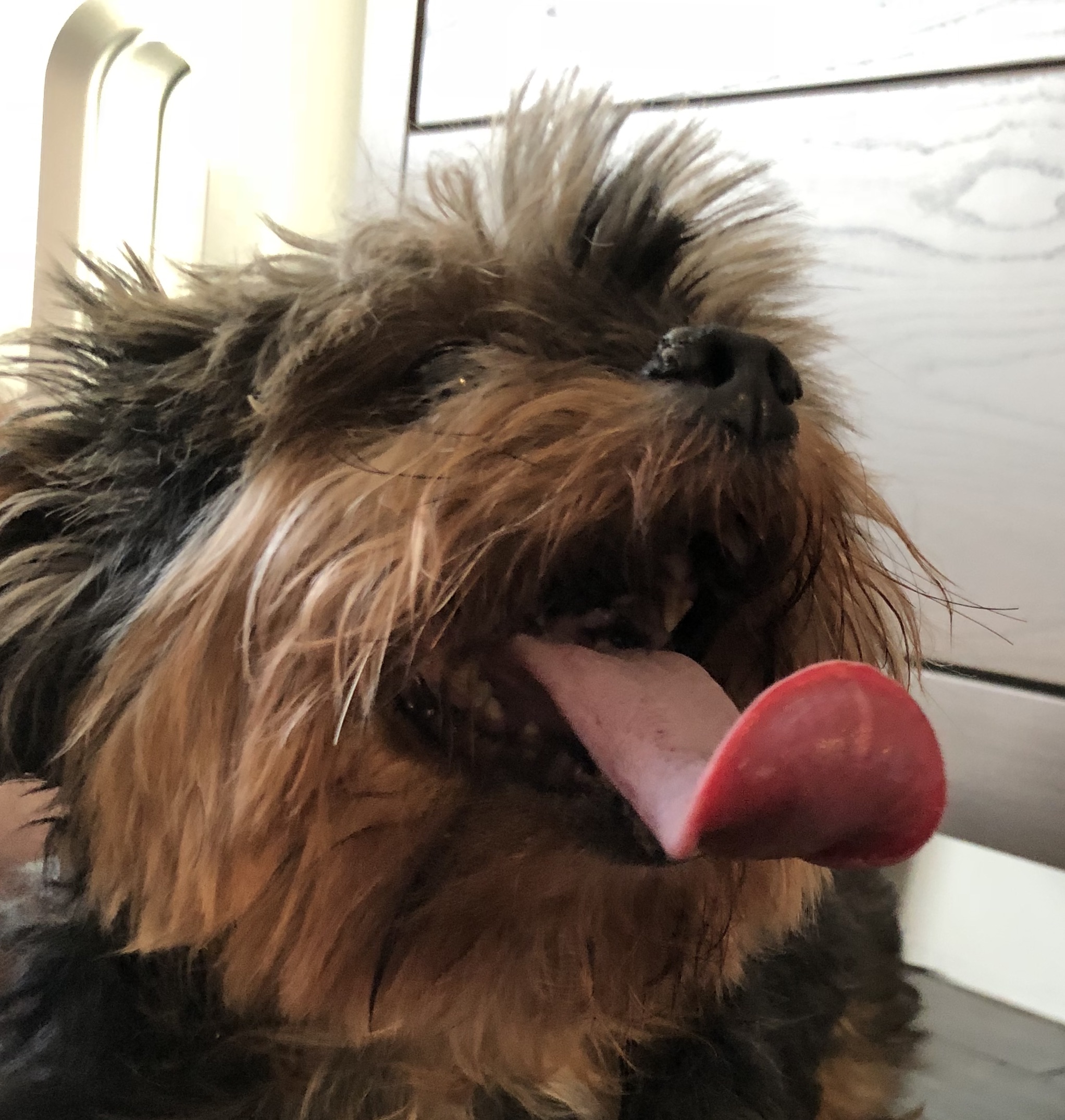 Yorkshire Terrier Sticking His Tongue Way Out