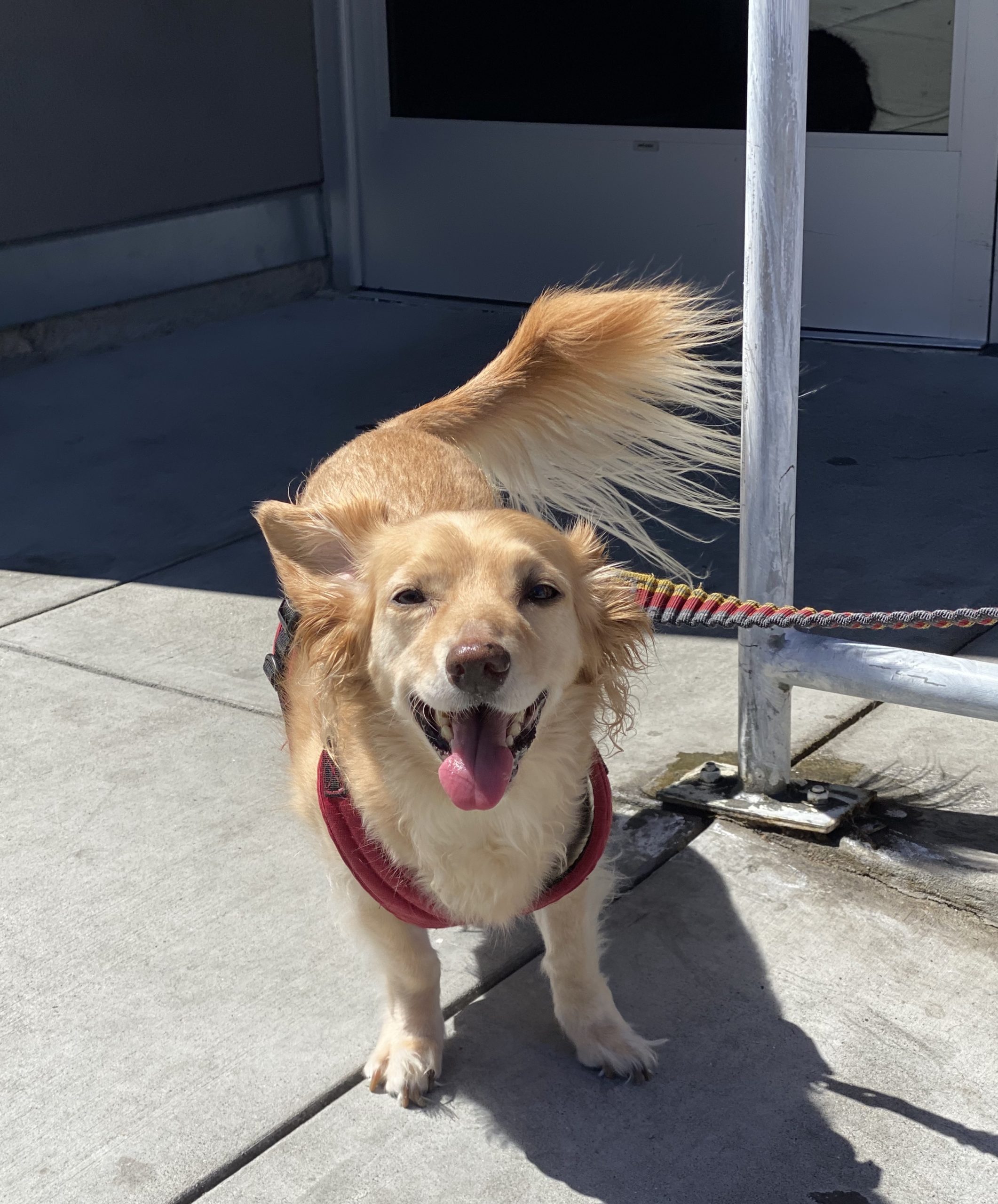 Blond Pembroke Welsh Corgi Long-Haired Dachshund Mix Grinning At The Camera
