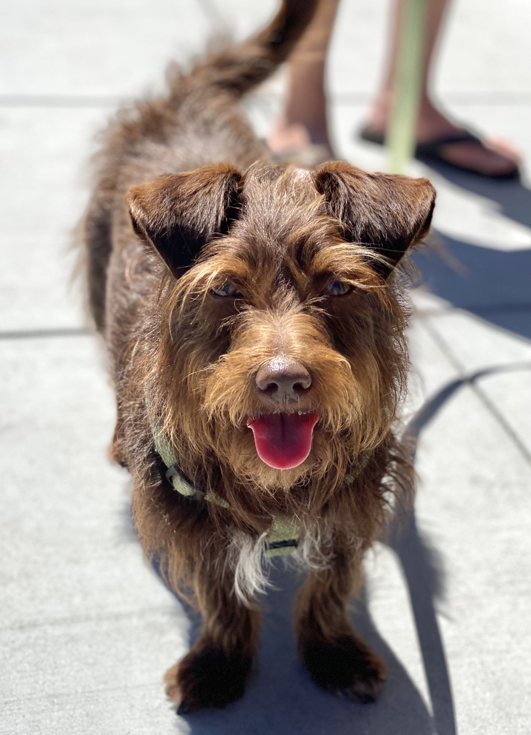 Brown Scruffy Wire-Haired Dachshund Mix With Half-Flopped Ears Grinning At The Camera