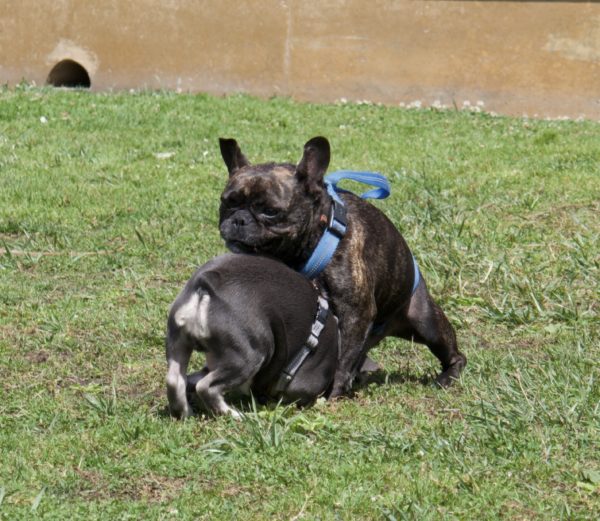 Two French Bulldogs Wrestling