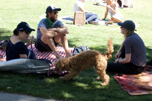Goldendoodle Playing Tug Of War With A Picnic Blanket