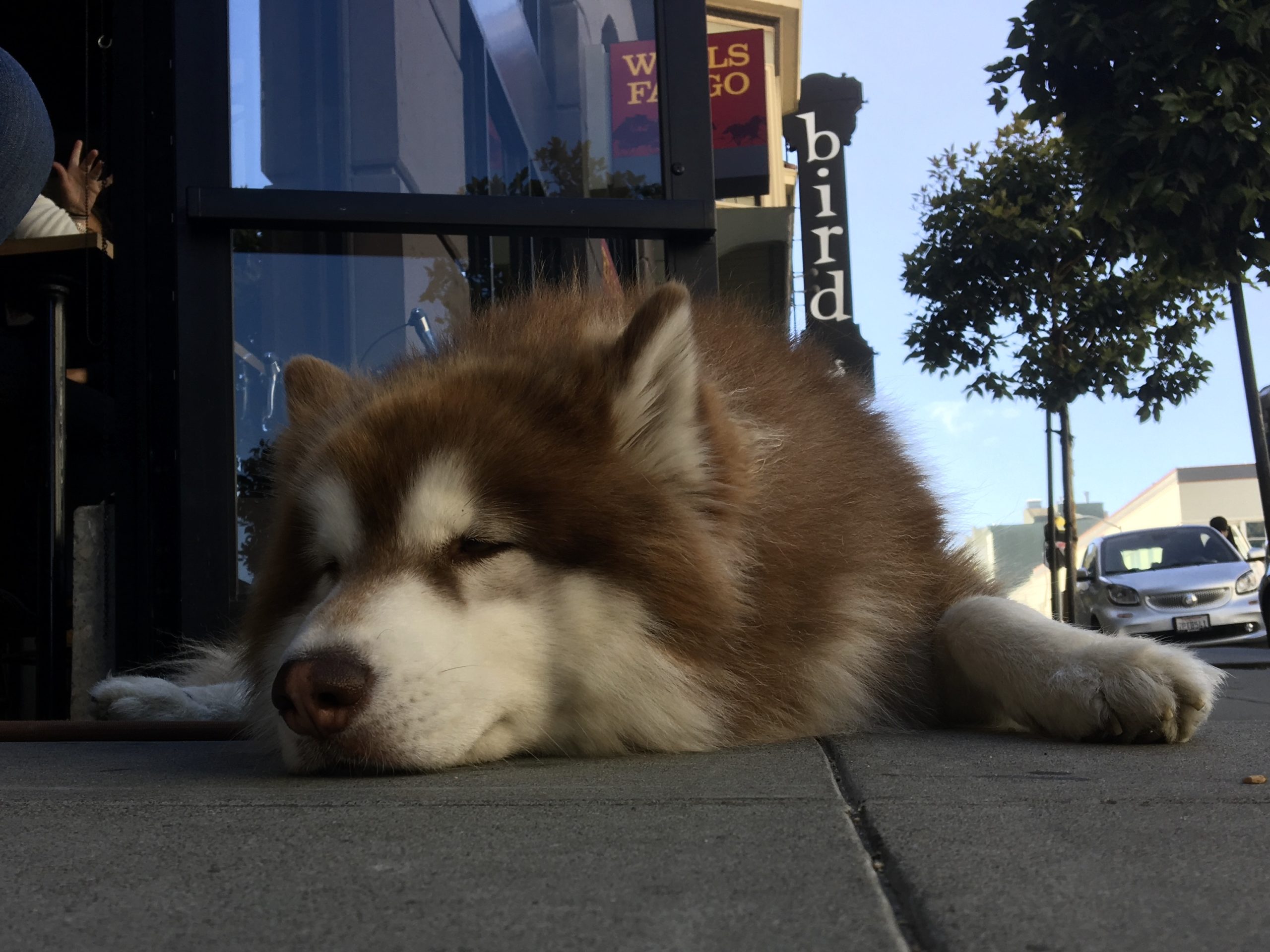Siberian Husky Alaskan Malamute Mix Lying On The Sidewalk