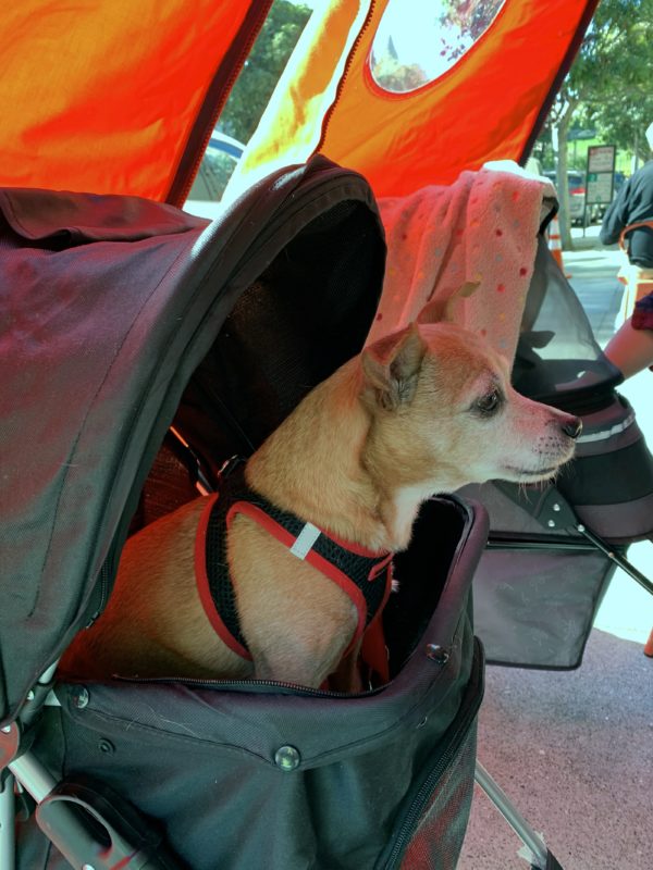Chihuahua Dachshund Mix In A Baby Carriage