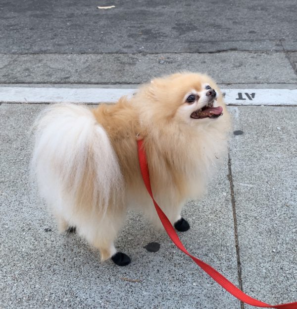Pomeranian With Boots