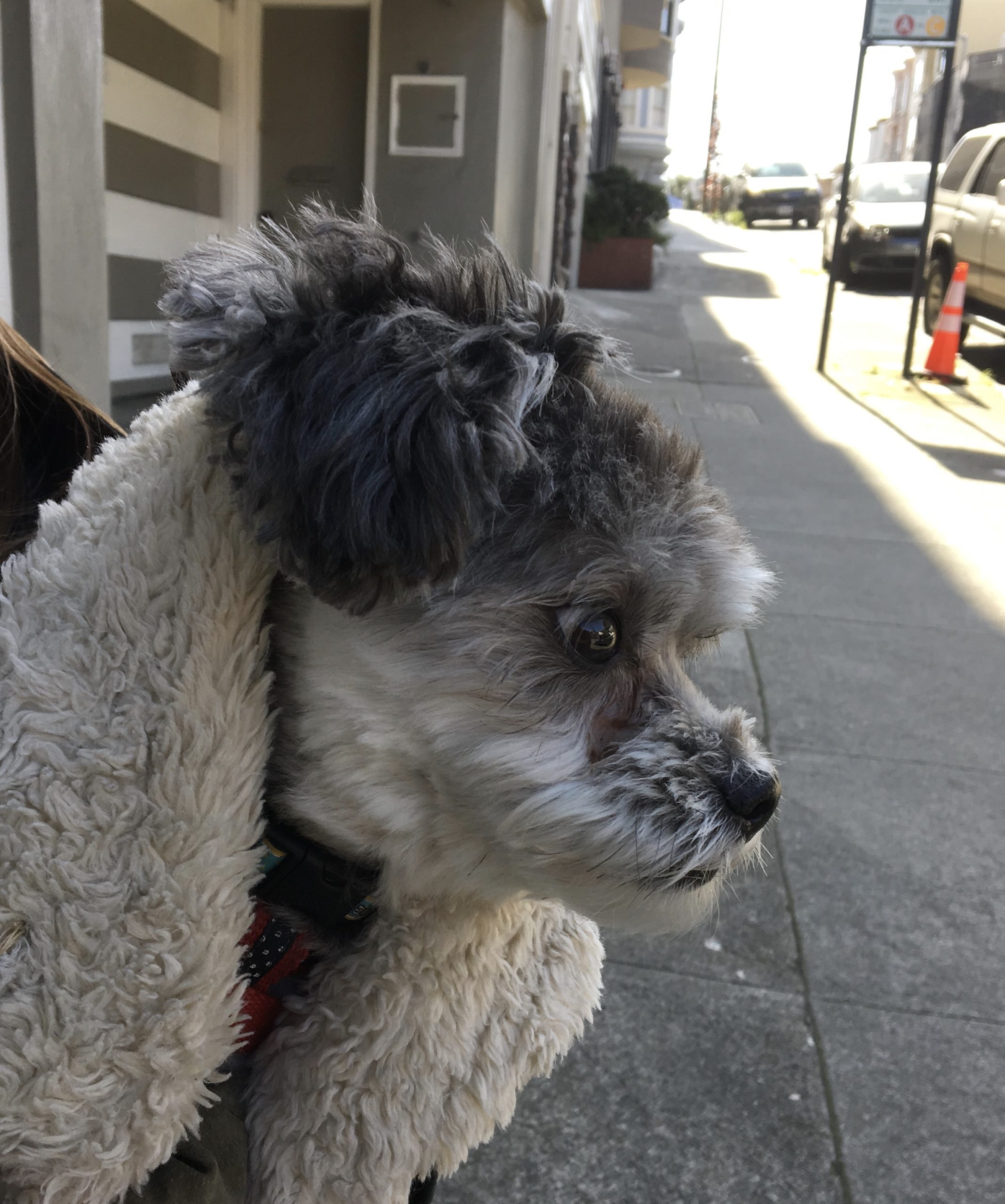 Small Grey Poodle Mix In A Coat