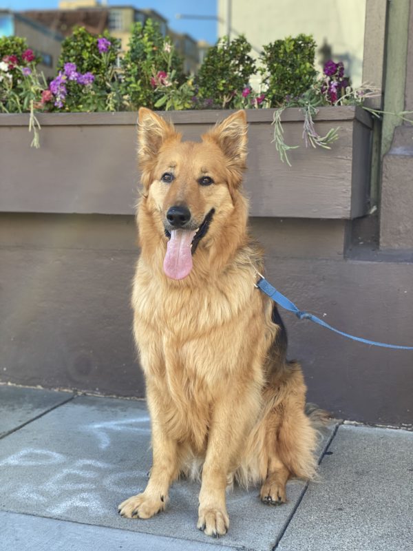 Dog Of The Day Bodhi The Glorious German Shepherd Golden Retriever Mix The Dogs Of San Francisco