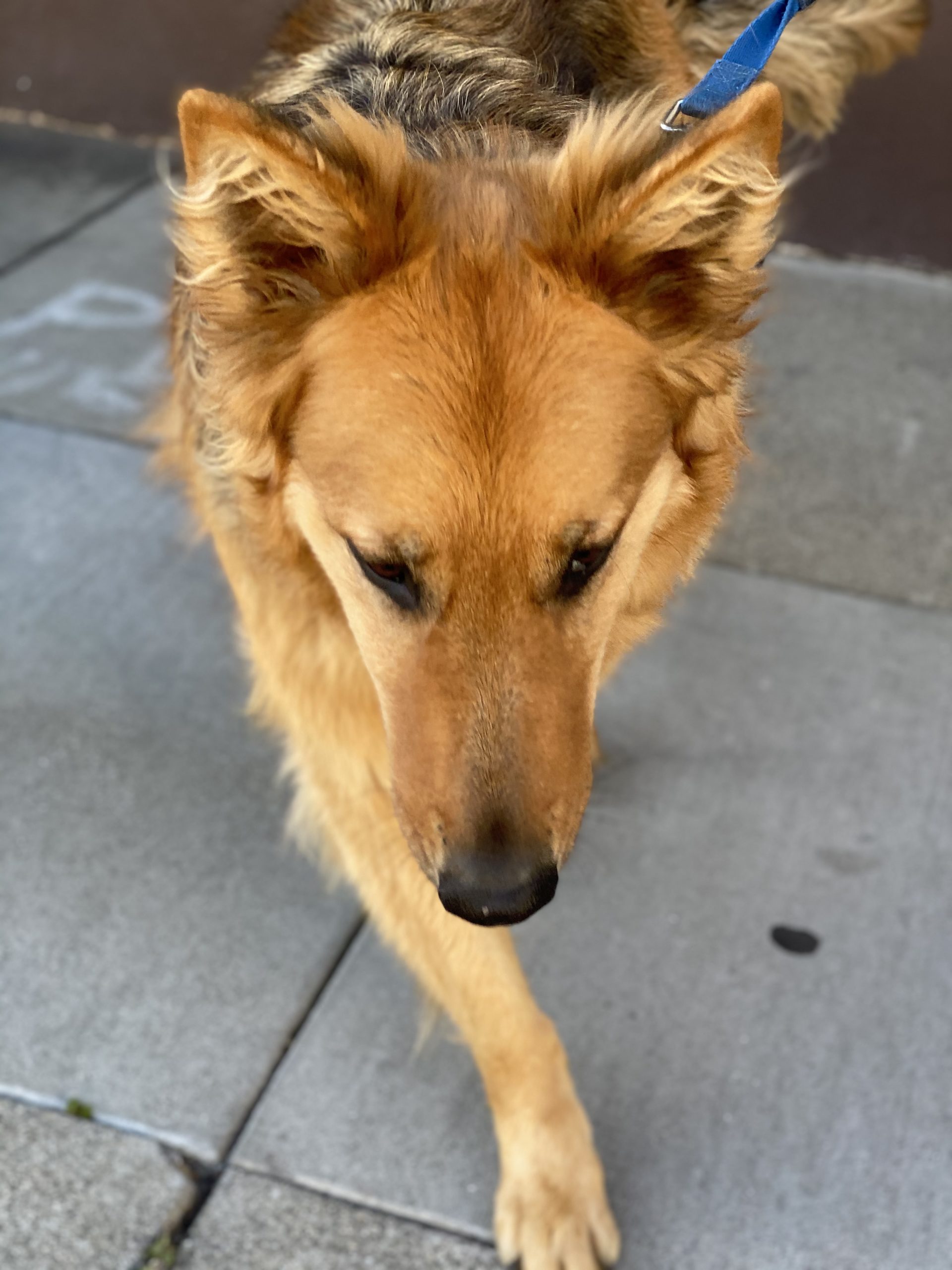 All Right Time For Your End Of The Bargain The Dogs Of San Francisco