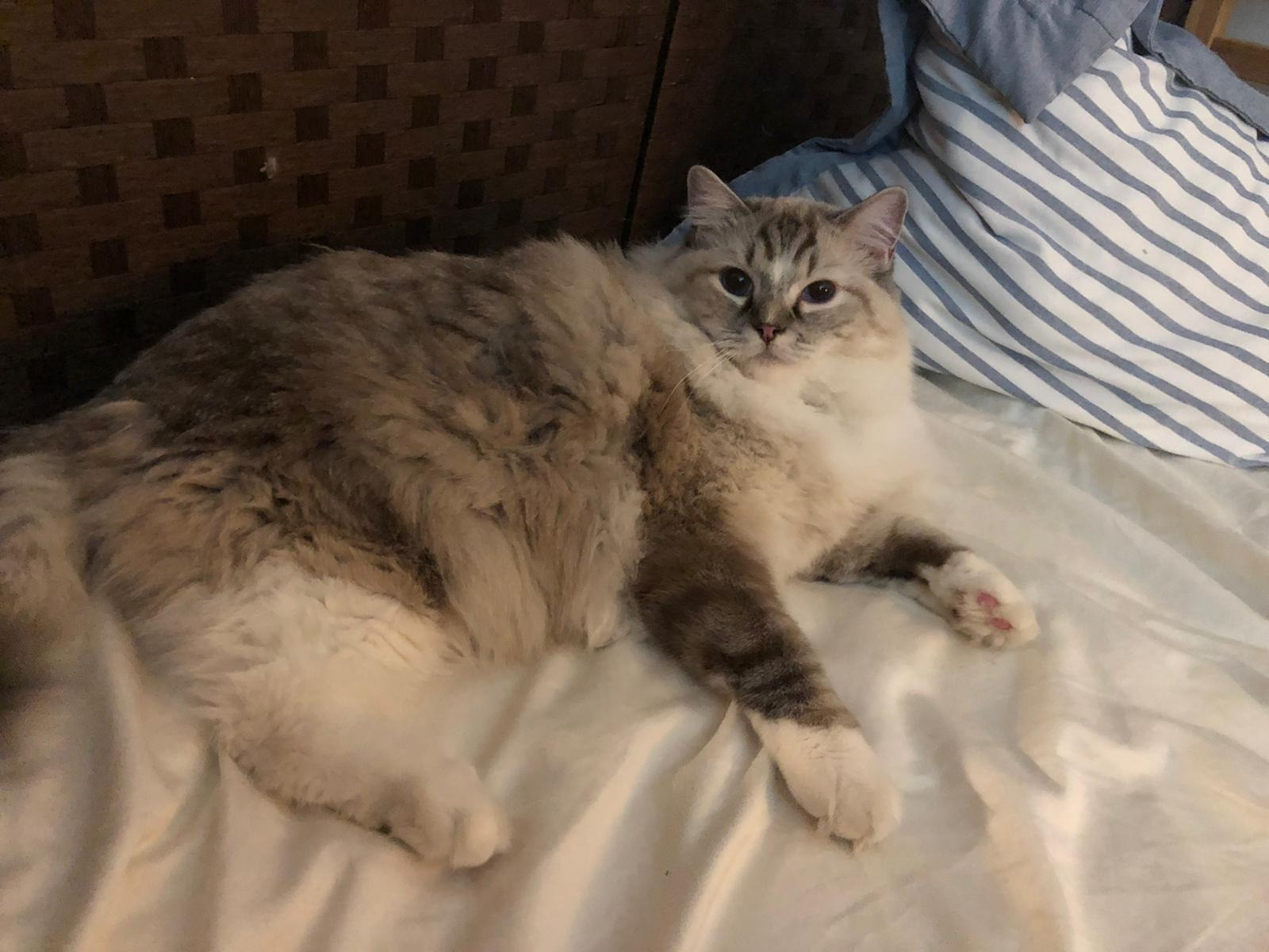 Giant Fluffy Half Maine Coon Half Ragdoll Cat