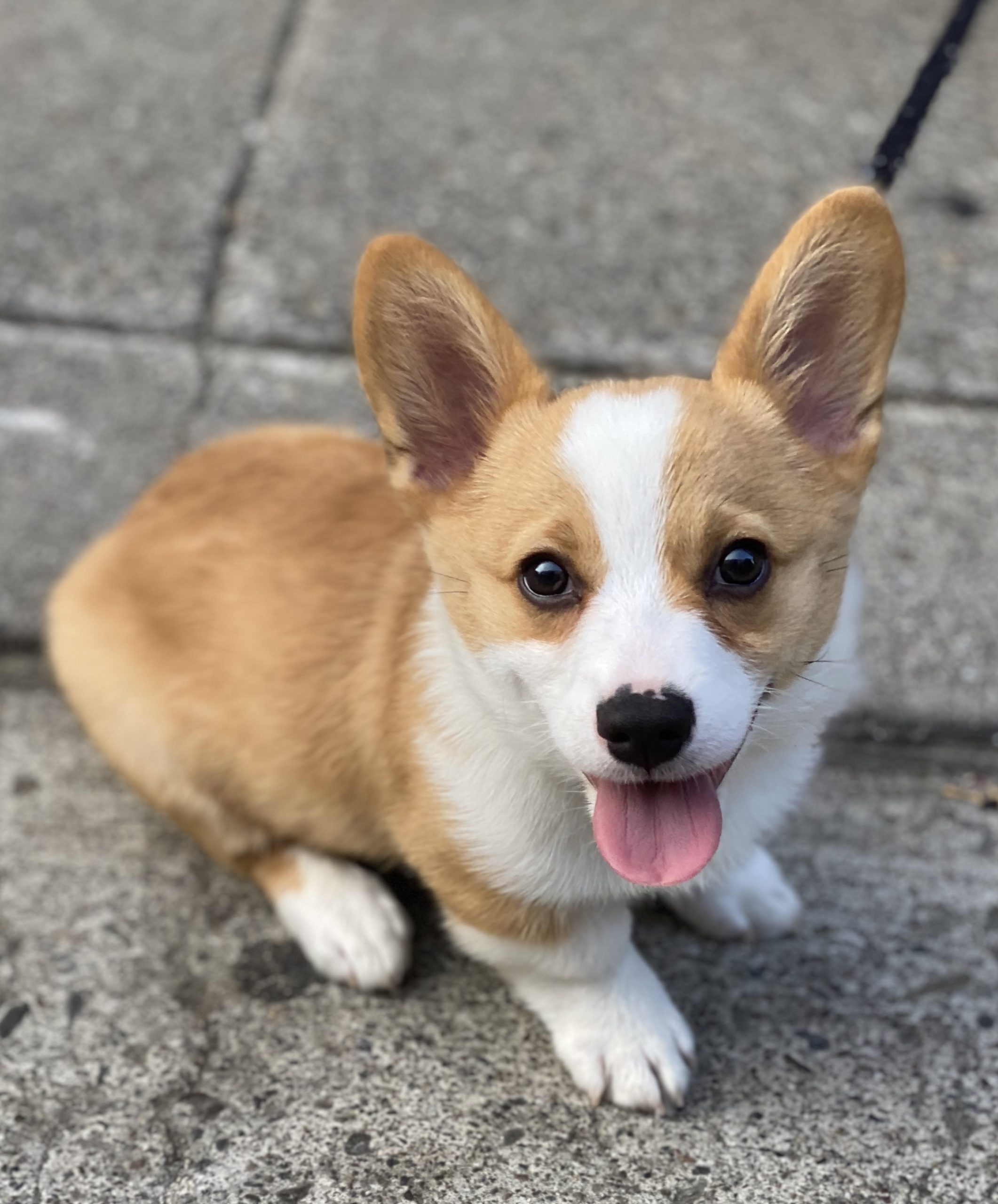 Cute Corgi Puppies