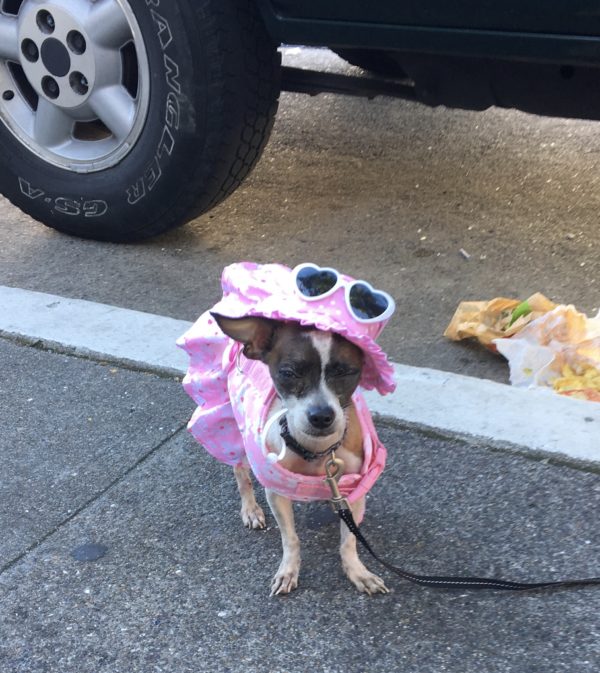 Chihuahua Wearing Pink Floral Dress And Sunglasses